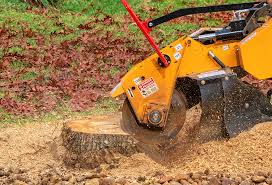 Tree and Shrub Care in Zephyrhills North, FL