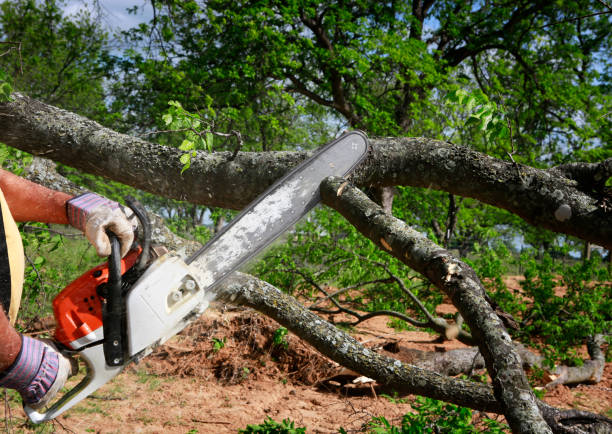 Best Arborist Consultation Services  in Zephyrhills North, FL